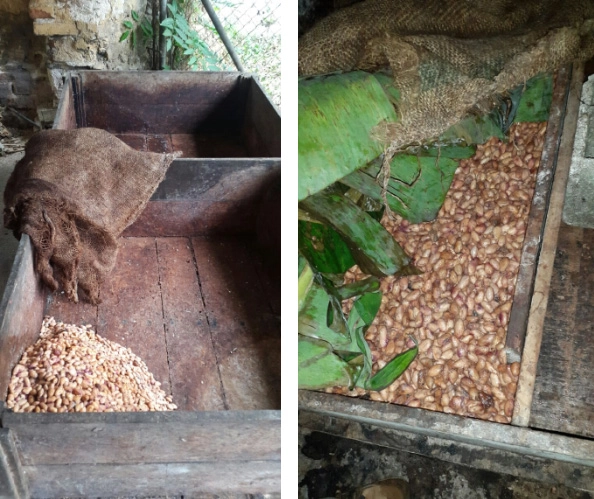 fermentation protocol